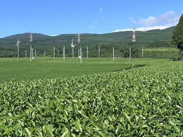 Cha 茶 Manor株式会社-6