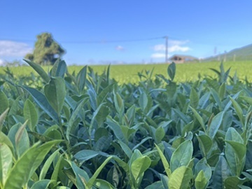 Cha 茶 Manor株式会社-1