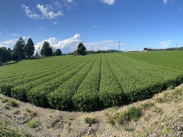 Cha 茶 Manor株式会社-4