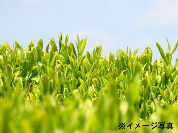 熊本県菊池市×お茶/法人【42570】-2