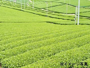熊本県菊池市×お茶/法人【42570】-1