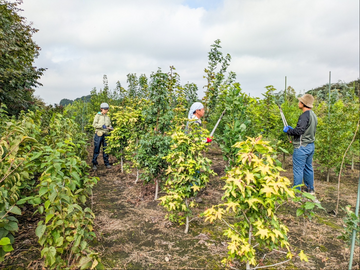 いしいぷらんと-1