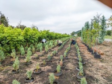 いしいぷらんと-4