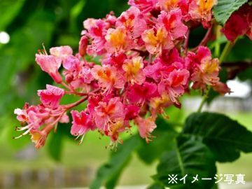 いしいぷらんと-5