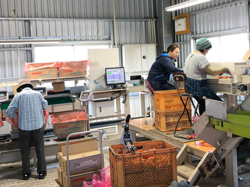 前田農園(熊本県)【短期アルバイト】-top