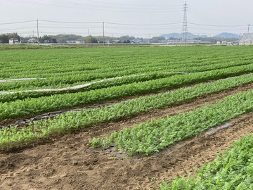 前田農園(熊本県)【短期アルバイト】-2
