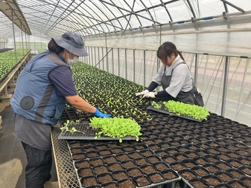 野菜苗の落合-5