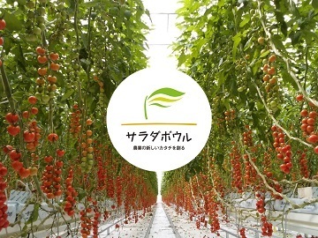 サラダボウルグループ-top