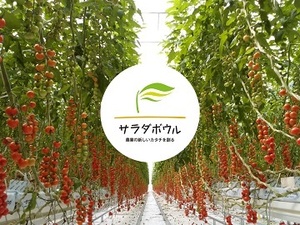 サラダボウルグループ-top