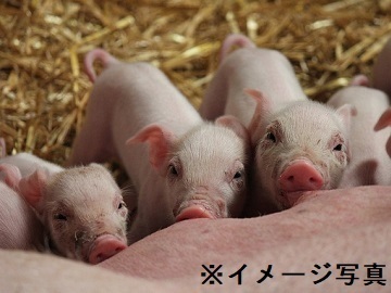 栃木県×養豚/法人【42584】-top