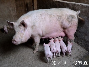 栃木県×養豚/法人【42584】-1