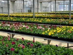 福島県新地町×種苗/法人【35788】-top