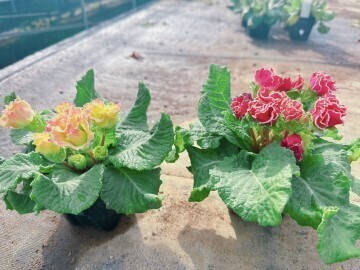 福島県新地町×種苗/法人【35788】-2