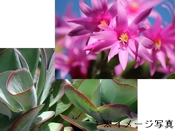 茨城県古河市×観葉・種苗/法人【1839】-2