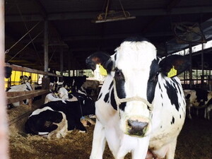 栃木県那須塩原市×酪農/個人【9068】-top