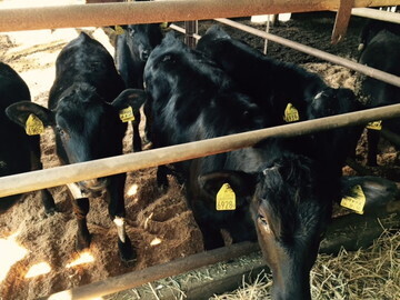 栃木県那須塩原市×酪農/個人【9068】-3