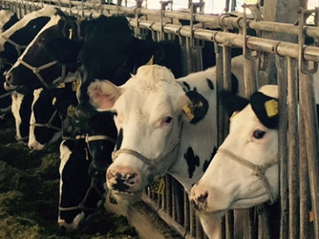 栃木県那須塩原市×酪農/個人【9068】-4