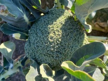 FAR夢わたなべ-2