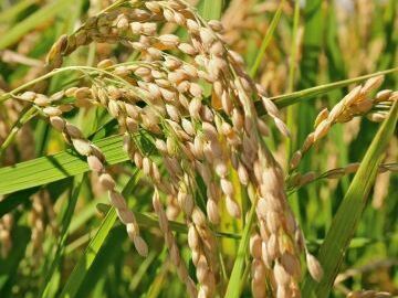 FAR夢わたなべ-4