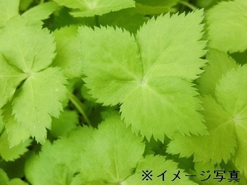 グリーンファクトリーコヅカ-3