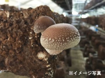 山梨県・埼玉県×施設野菜/法人【42606】-top