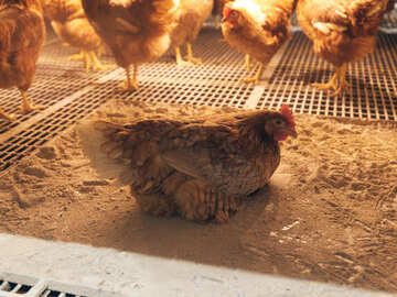 有限会社ナリタファーム-3