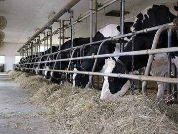 有限会社北アルプス牧場-6