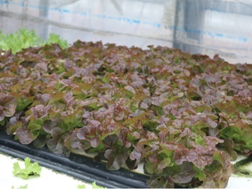 グリーンファクトリーコヅカ-6