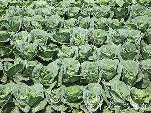 宮城県仙台市×露地野菜/法人【42627】-top