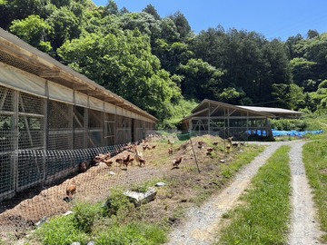 自然卵農場 森の農楽舎-4