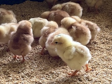 自然卵農場 森の農楽舎-3