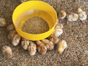 自然卵農場 森の農楽舎-2