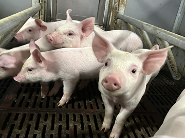 山形県酒田市×養豚/法人【39529】-1