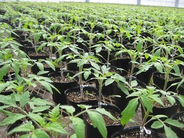 株式会社テイエス・ナーサリ関西-6