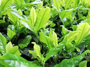 株式会社杣ノ谷碾茶工場-top