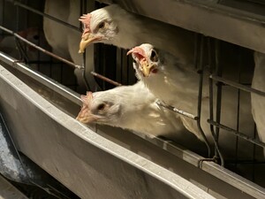 株式会社ナカショク【養鶏部門】-top