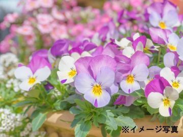 株式会社ヤマシタフラワーズ-2