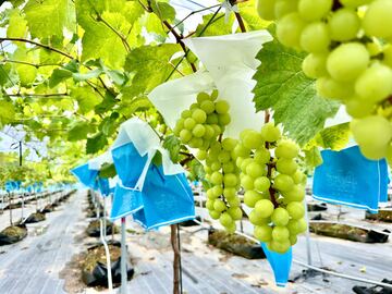 ジャパンフルーツ株式会社-6