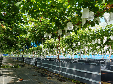 ジャパンフルーツ株式会社-7