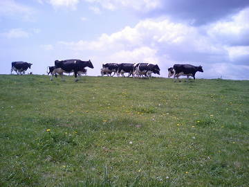 とうや湖酪農ヘルパー利用組合-top