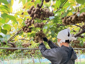 ジャパンフルーツ株式会社-2