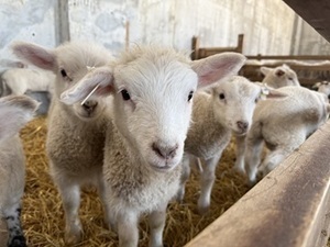 GOOD GOOD株式会社-top