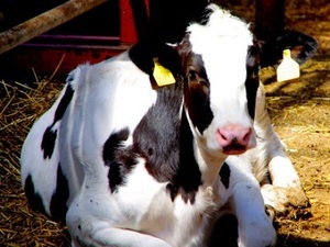 北海道士幌町×酪農/法人【4742】-top