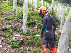 有限会社青木林業-top