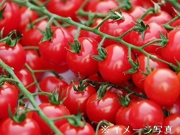 木更津水耕組合-6