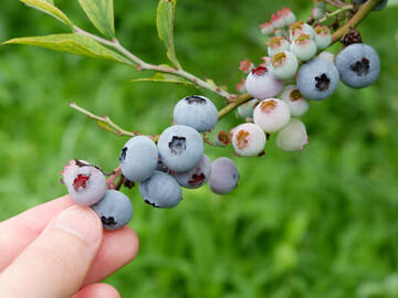 由木農場(由木勉)-5