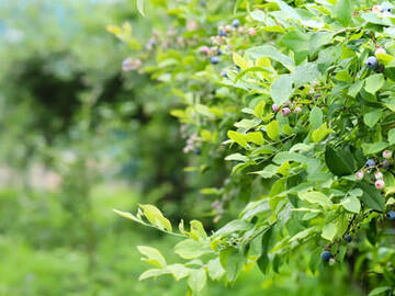 由木農場(由木勉)-6