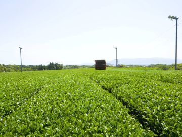 有限会社室田製茶-1