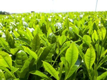 有限会社室田製茶-2