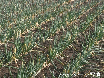 滋賀県草津市×露地野菜/法人【42675】-2